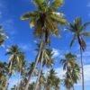From La Romana: Saona Island for Aida Cruises Passengers - Image 12