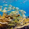 From Punta Cana: ScubaDoo, Snorkel & Glass Bottom Boat Tour - Image 13