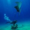 Catalina Island Scuba Diving Tour from Punta Cana - Imatge 14