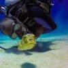 Catalina Island Scuba Diving Tour from Punta Cana - Imatge 2