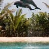 Dolphin Encounter at Ocean World, Puerto Plata - Image 6