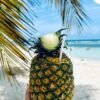 ⁦Punta Cana: Catamaran Boat to Saona Island with Buffet Lunch⁩ – תמונה ⁦6⁩