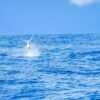 From Punta Cana: Deep Sea Fishing Tour by Boat with Drinks - Image 6