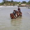 Beach horse back riding and countryside - Image 7