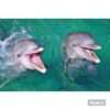 ⁦Punta Cana: Dolphin Explorer Swims and Encounters⁩ – תמונה ⁦5⁩