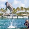 Punta Cana Dolphin Swim Adventure: 40-min Dolphin Experience - Image 8