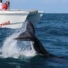 Samana: Whale Watching and Cayo Levantado Full Day Tour - Image 7