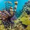Catalina Island Scuba Diving Tour from Punta Cana - Imatge 11