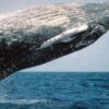 From Punta Cana: Sanctuary Whale Watching Day Trip – Bild 2