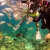 ⁦La Romana: Scuba Diving in Catalina Island⁩ – תמונה ⁦12⁩