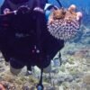 ⁦La Romana: Scuba Diving in Catalina Island⁩ – תמונה ⁦15⁩