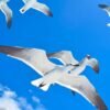 From Santo Domingo: Saona Island Day Trip w/ Lunch & Drinks - Imatge 3