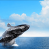 ⁦Las Terrenas: Private Whale Watching Half day⁩ – תמונה ⁦3⁩