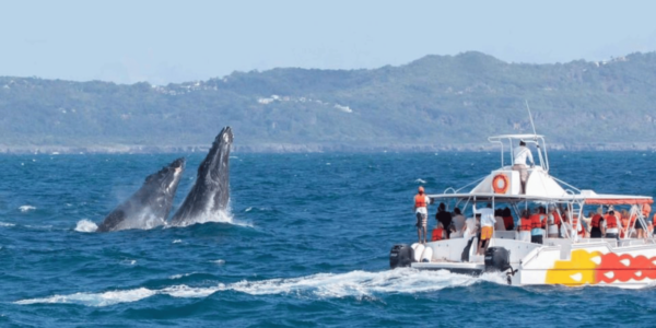 Whale Watching + Cayo Levantado Freedom
