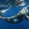 Whale Watching + Cayo Levantado Freedom – Image 6