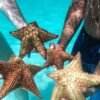 Punta Cana: Saona Island & Catamaran Party (Full Day) - Image 5