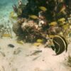⁦Punta Cana: Catalina Island Private Day Trip with Snorkeling⁩ – תמונה ⁦6⁩