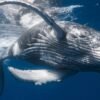 Samana: Whale Watching and Cayo Levantado Full Day Tour - Image 6