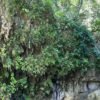Damajagua Waterfalls with Optional Ziplining Combo Tour – Bild 6
