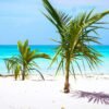 Punta Cana: Saona Island in Private Vehicle and Guide - Image 10
