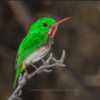 Birding: 4 Days of Bird Watching Dominican Republic - Image 10