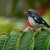 Birding: 4 Days of Bird Watching Dominican Republic - Image 11
