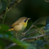Birding: 4 Days of Bird Watching Dominican Republic - Image 13