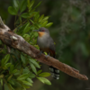 Birding: 4 Days of Bird Watching Dominican Republic - Image 8