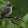 Birding: 4 Days of Bird Watching Dominican Republic - Image 7