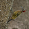 Birding: 4 Days of Bird Watching Dominican Republic - Image 6