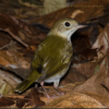 Birding: 4 Days of Bird Watching Dominican Republic - Image 3
