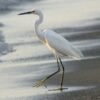 Caño Hondo : Los Haitises Sunrise or Sunset Private Kayak Excursion with Locals - Image 17