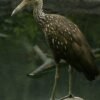 Caño Hondo : Los Haitises Sunrise or Sunset Private Kayak Excursion with Locals - Image 9