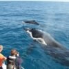 Samaná Whale Watching & Cayo Levantado (Bacardi Island) From Cap Cana - Image 4