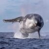 ⁦Half-Day Whale Watching Tour in Miches – Unforgettable Marine Adventure⁩ – תמונה ⁦6⁩
