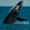 ⁦Half-Day Whale Watching Tour in Miches – Unforgettable Marine Adventure⁩ – תמונה ⁦2⁩