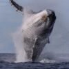 ⁦Half-Day Whale Watching Tour in Miches – Unforgettable Marine Adventure⁩ – תמונה ⁦7⁩
