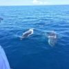 Samaná Whale Watching & Cayo Levantado (Bacardi Island) From Cap Cana - Image 17